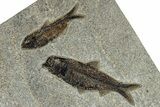 Multiple Fossil Fish (Knightia) Plate - Wyoming #309854-2